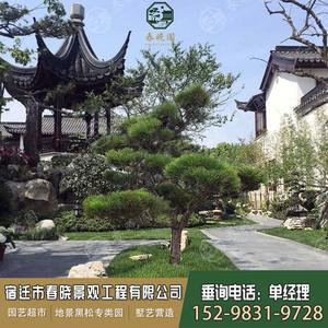 春晓园黑松造型风景树室外大型别墅庭院绿化工程园林大树苗白芽松